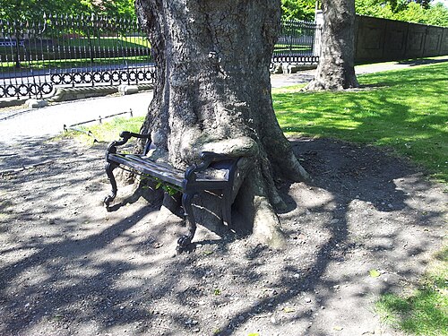 The Hungry Tree