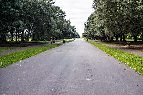 The Holm Oak Avenue