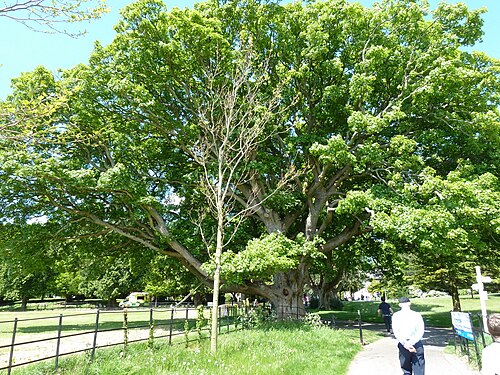The Great Sycamore of Farmleigh