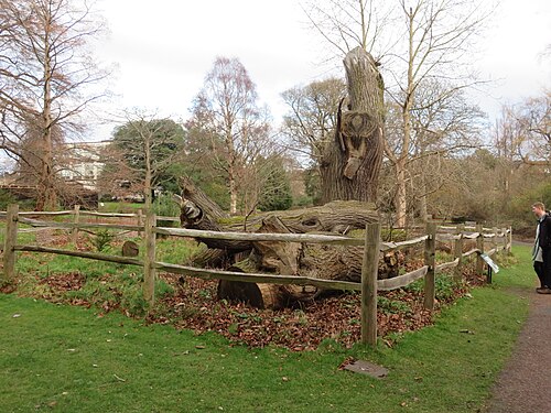 The Sweet Chestnut of the Botanics