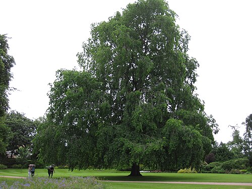 The Wentworth Elms of Holyroodhouse
