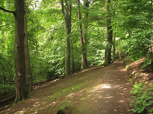 The Tall Trees of the Hermitage of Braid