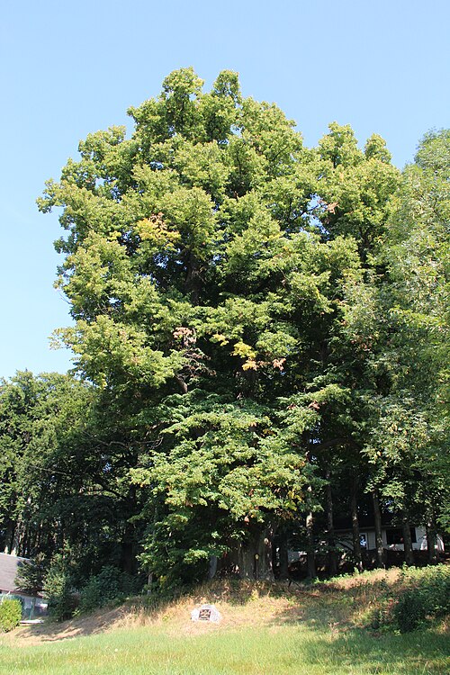 Körnerlinde (Eichigt)