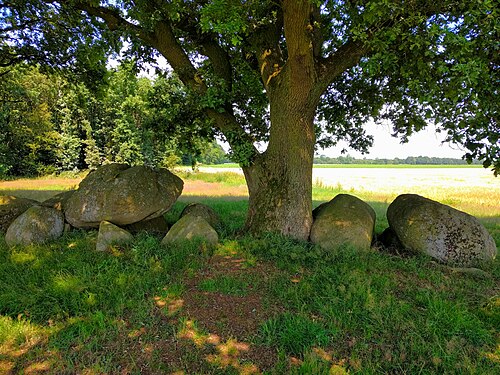 The Oak in Hunebed D42
