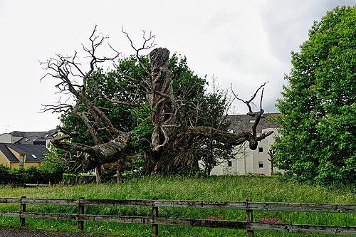 The Châtaignier de l'Éraudière