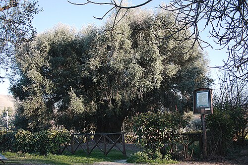 L'Olivo di Canneto Sabino