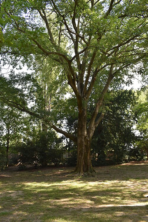 The Bagolaro of Parco Massari