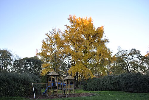 The Ginkgo of Parco Massari