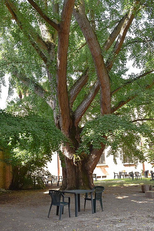 The Ginkgo of the Biblioteca Ariostea