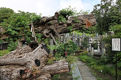 The Ohatsuki Ginkgo of Jotakuji Temple