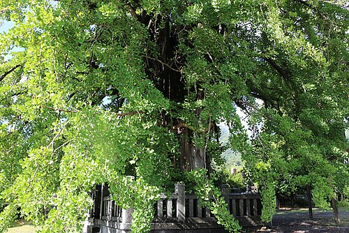 The Ohatsuki Ginkgo of Hongokuji