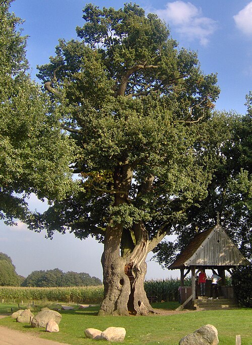 The Kroezeboom of Fleringen