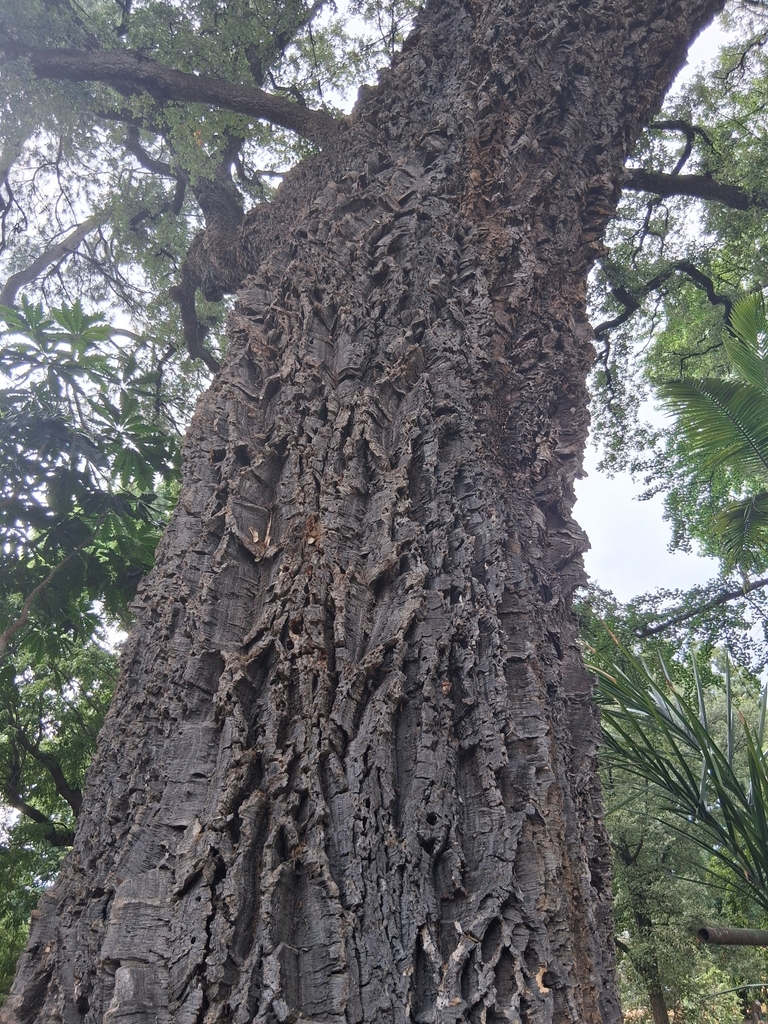 The Cork Oak of the Giardino dei Semplici