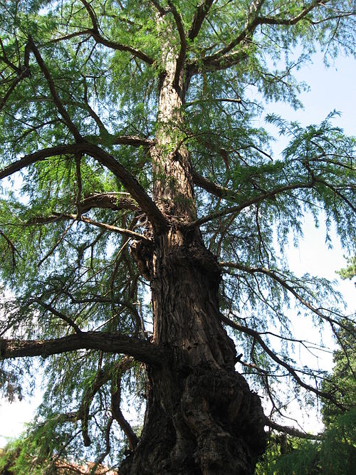 The Montezuma Cypress