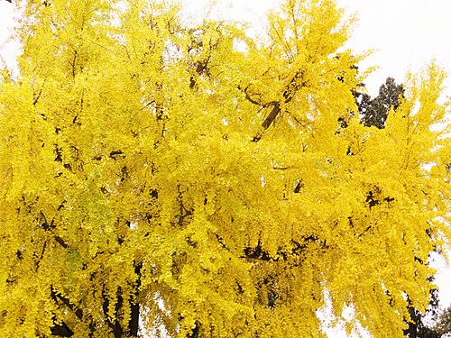 Il Ginkgo del Piazzale Michelangelo