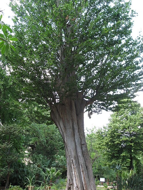 The Caucasian Elm That Was Cut Back to Save It
