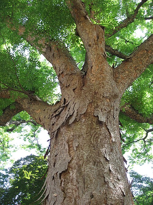 The Zelkova Somebody Keeps Measuring
