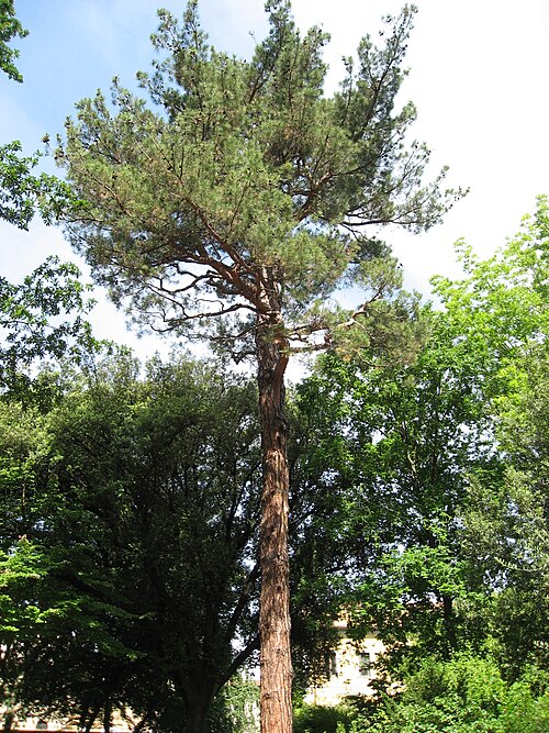 The Flag-Crowned Pine