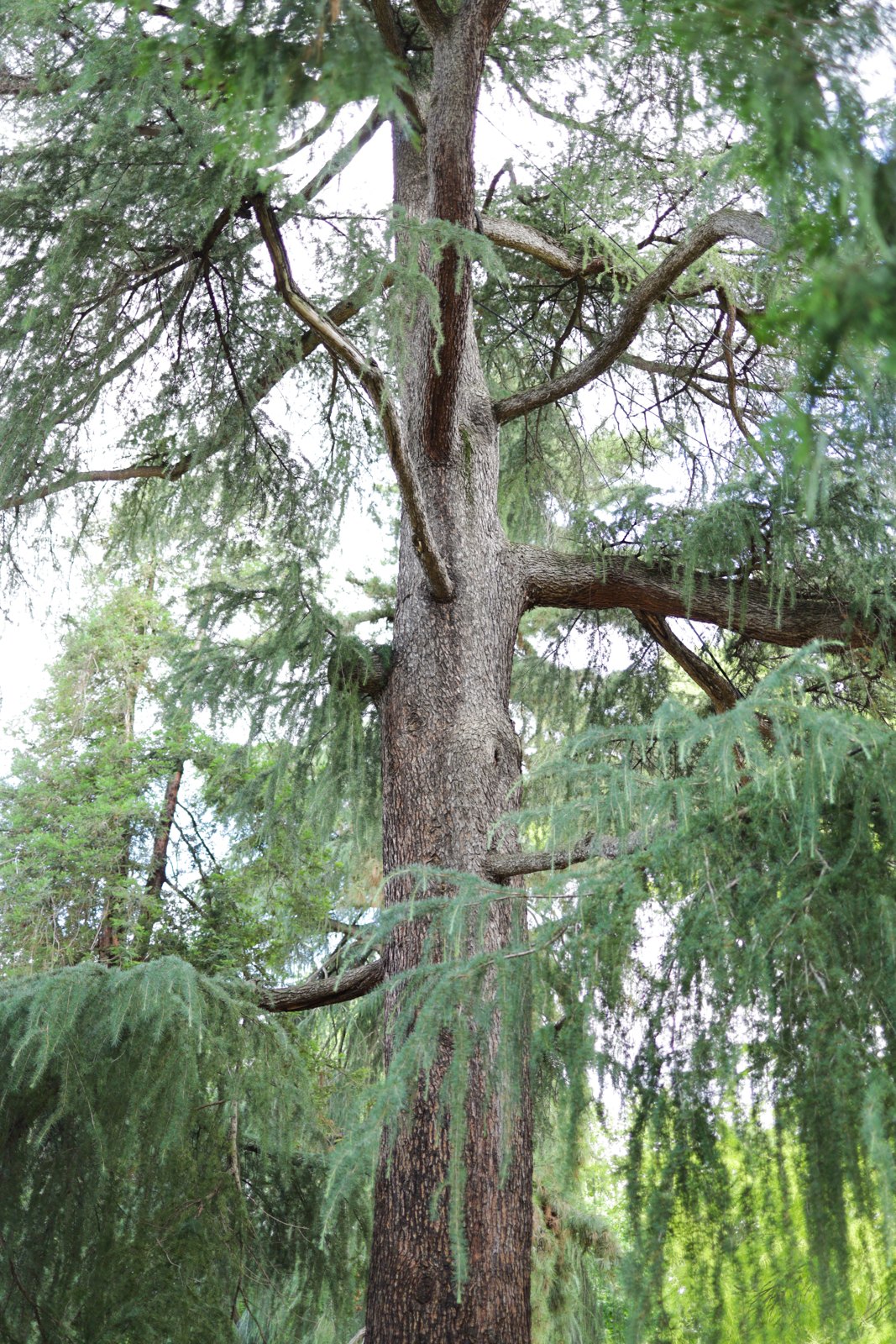 Il Cedro dell'Himalaya dei Semplici