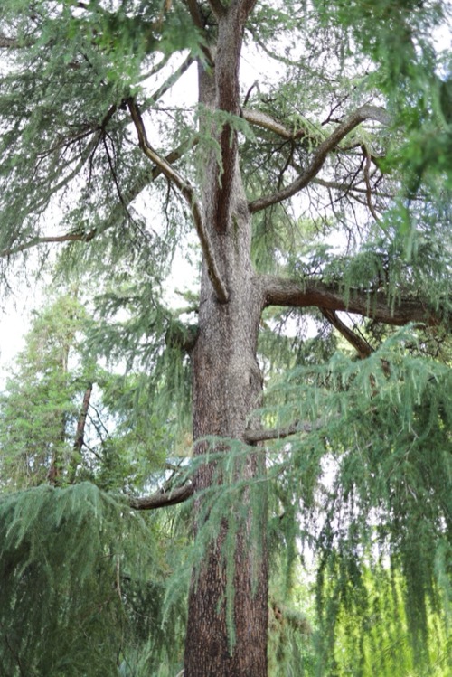 Il Cedro dell'Himalaya dei Semplici
