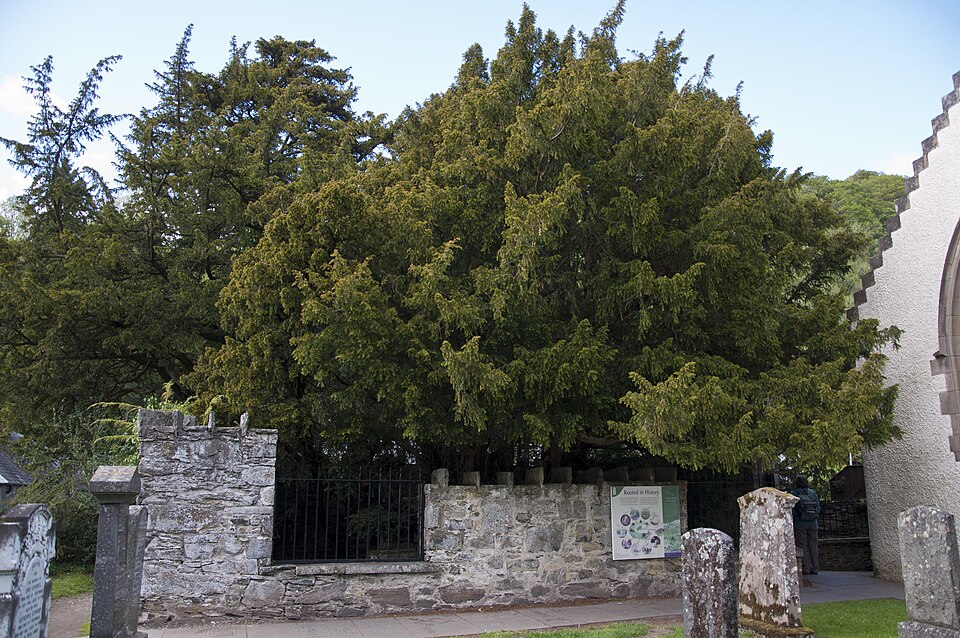 The Fortingall Yew