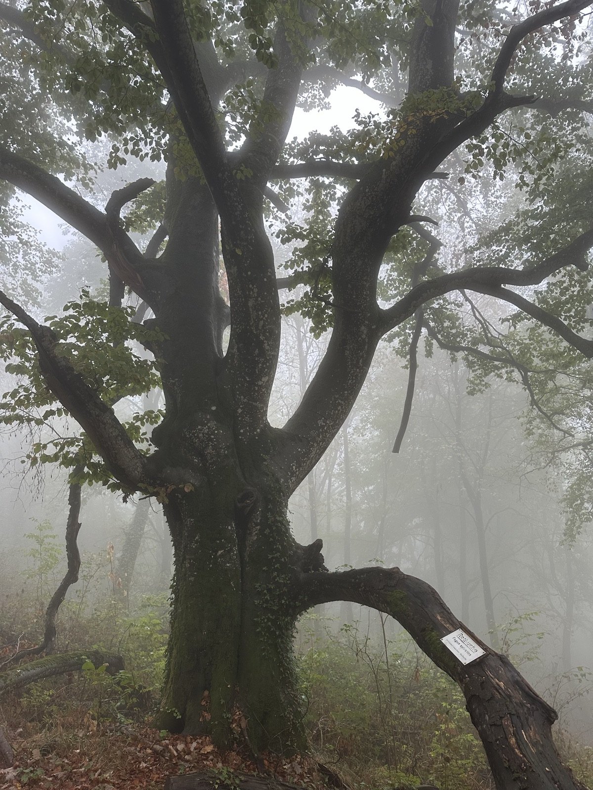 The Schönberg Beech above Ebringen