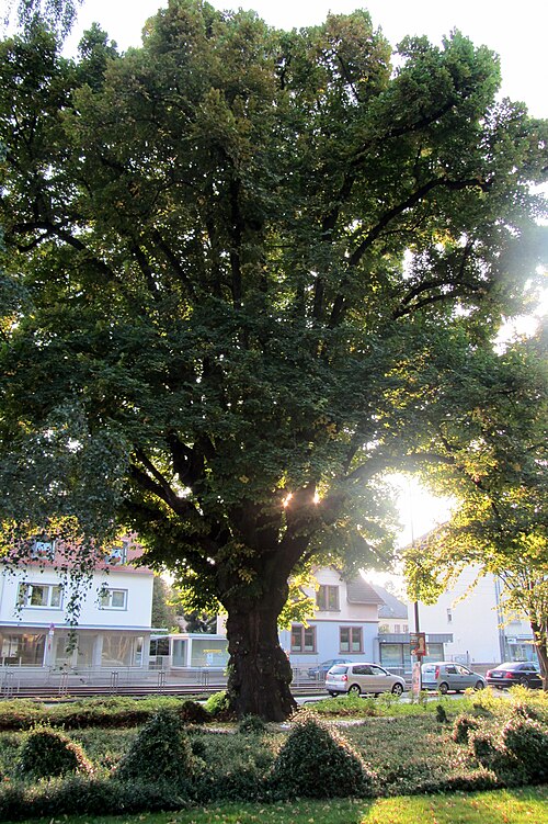 The Eschersheimer Linde