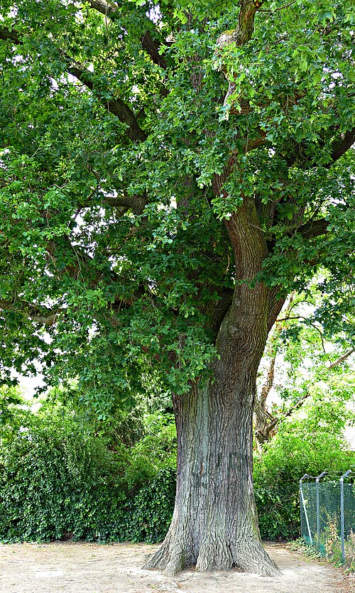The Peace Oak of Sossenheim