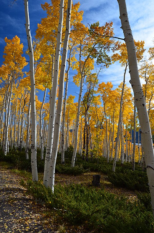 Pando