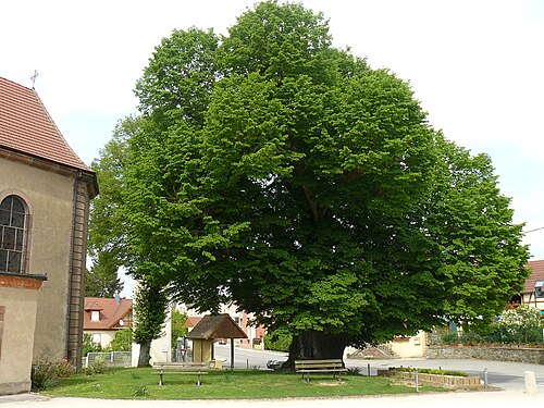 The Turenne Lime