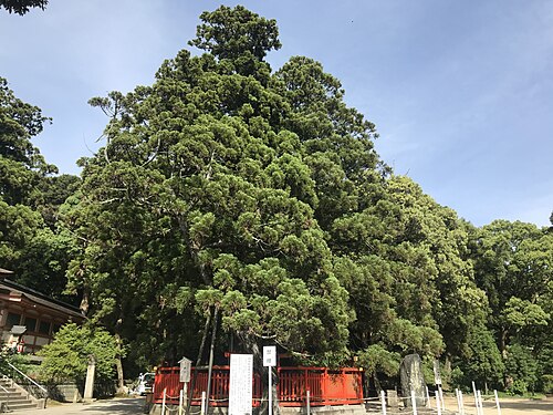 The Ayasugi of Kashii Shrine