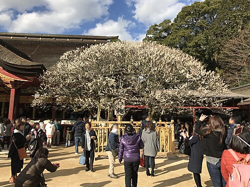 太宰府天満宮の飛梅
