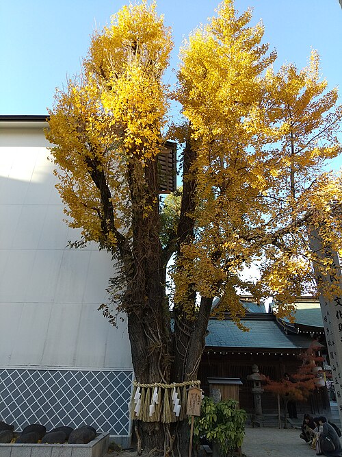 櫛田神社の夫婦銀杏