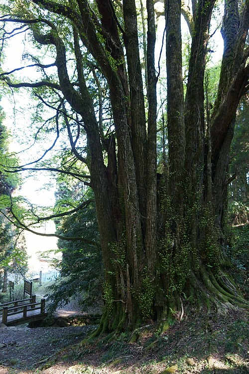 Shimo-ose no Okatsura