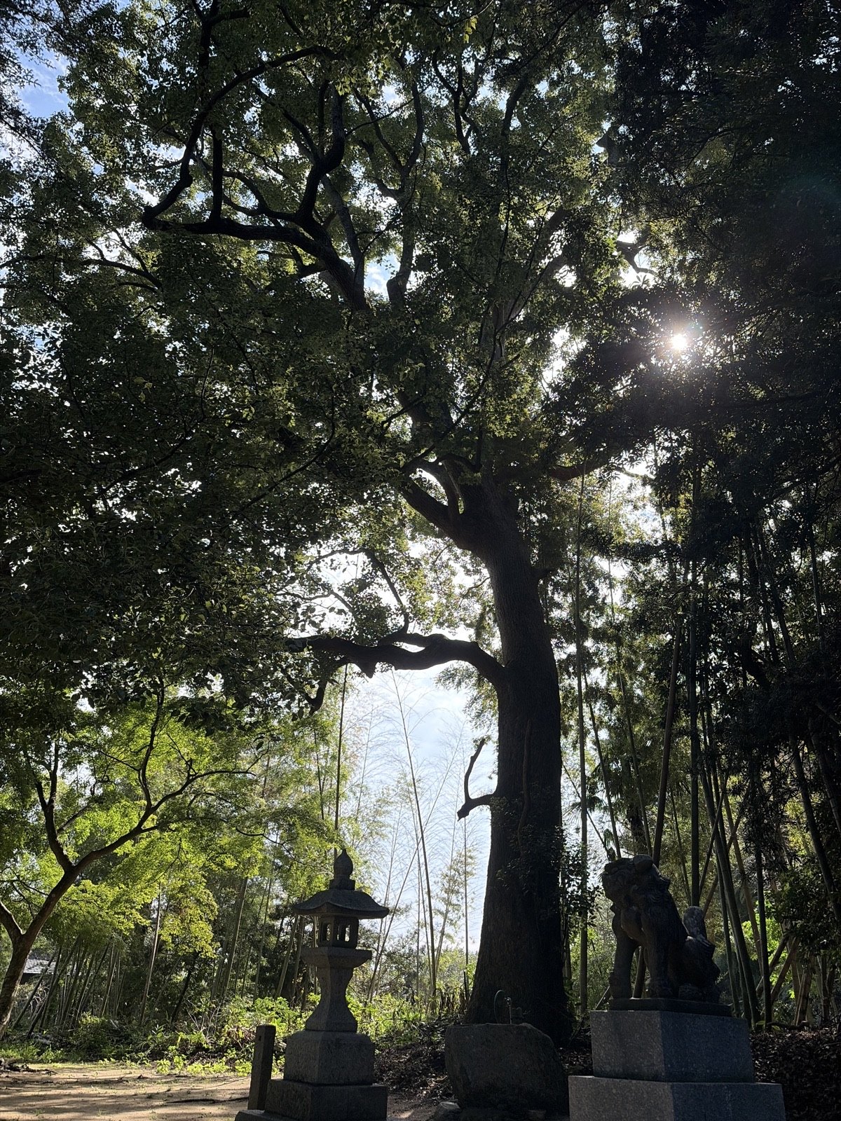The Camphor of Oimatsu Tenjin Shrine