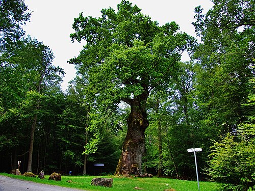 The Hammundeseiche