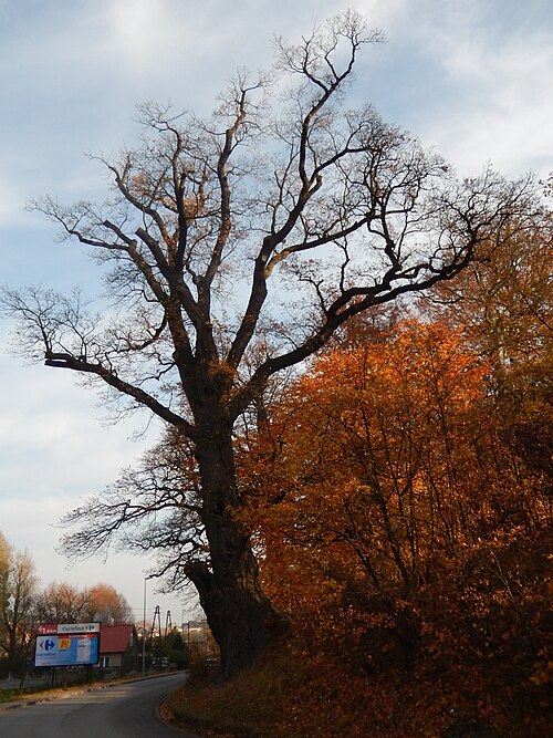 The Oak of Wzgorze Luizy