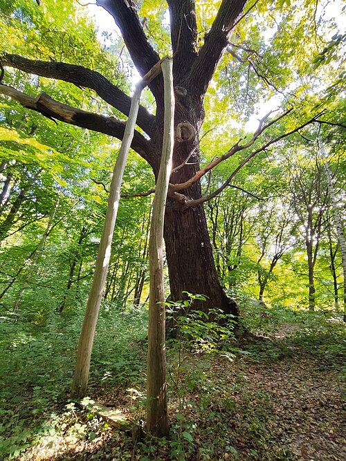 Marysienka's Oak