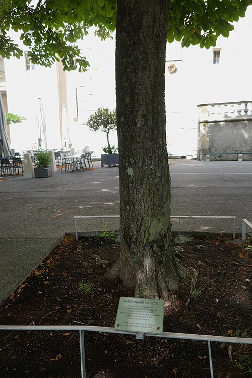 The Official Chestnut Tree