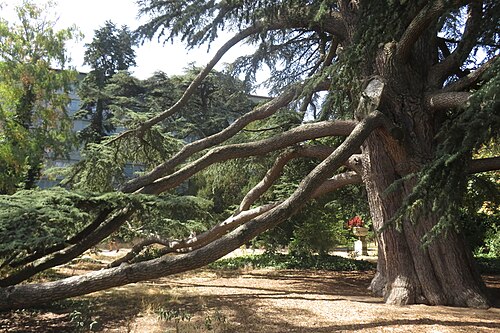 Les Cèdres du parc Beaulieu