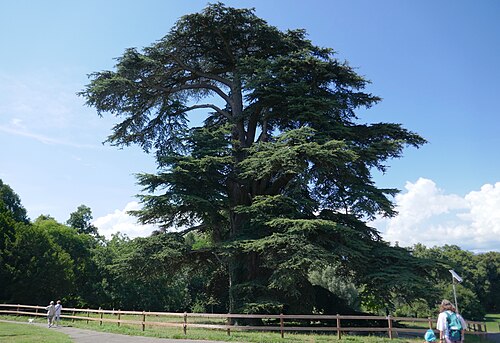 Le Cèdre de La Grange