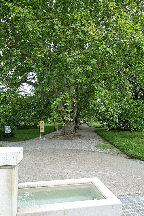 Les Platanes du Jardin botanique
