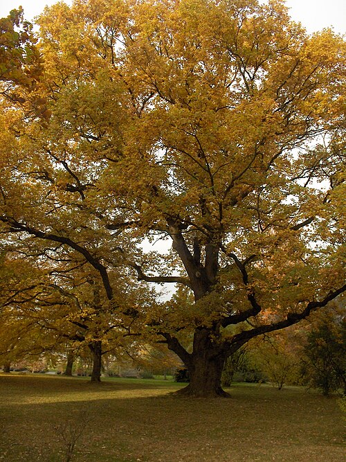 The Venerable Oak of the Botanical Garden