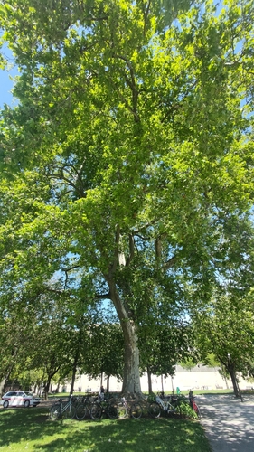 The Plane of the University Garden