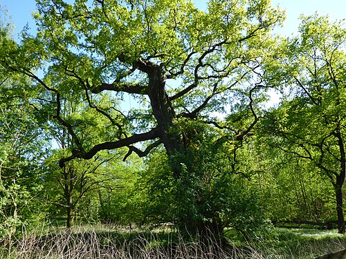 Alte Eiche