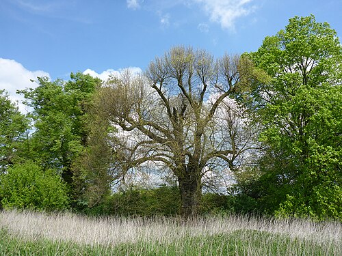 Lindengruppe an der Lindbachquelle
