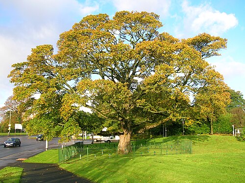 The Darnley Sycamore