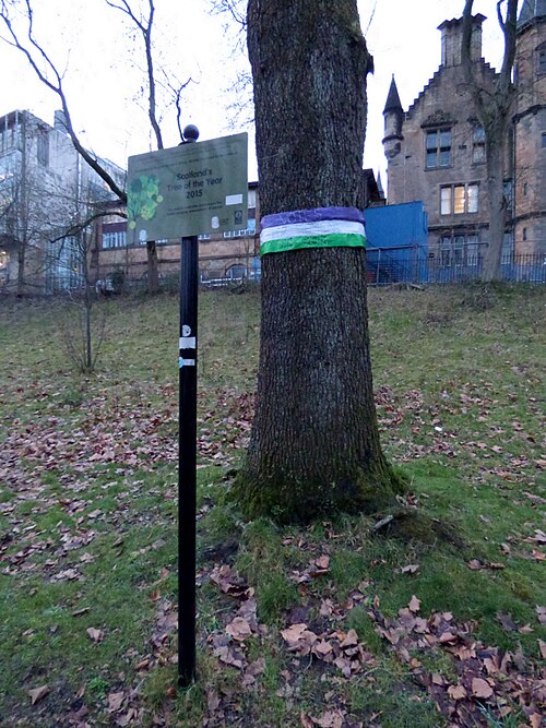 The Suffragette Oak