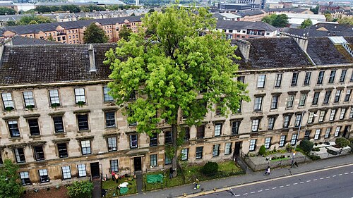 The Argyle Street Ash