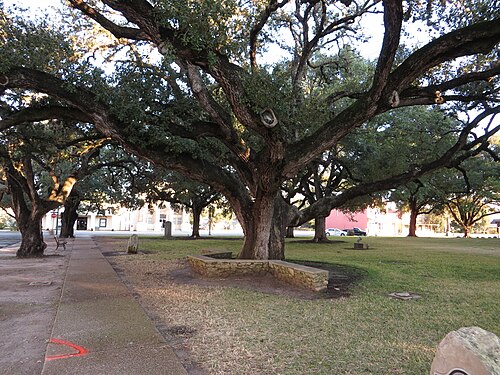 Cart War Oak (Goliad Hanging Tree)